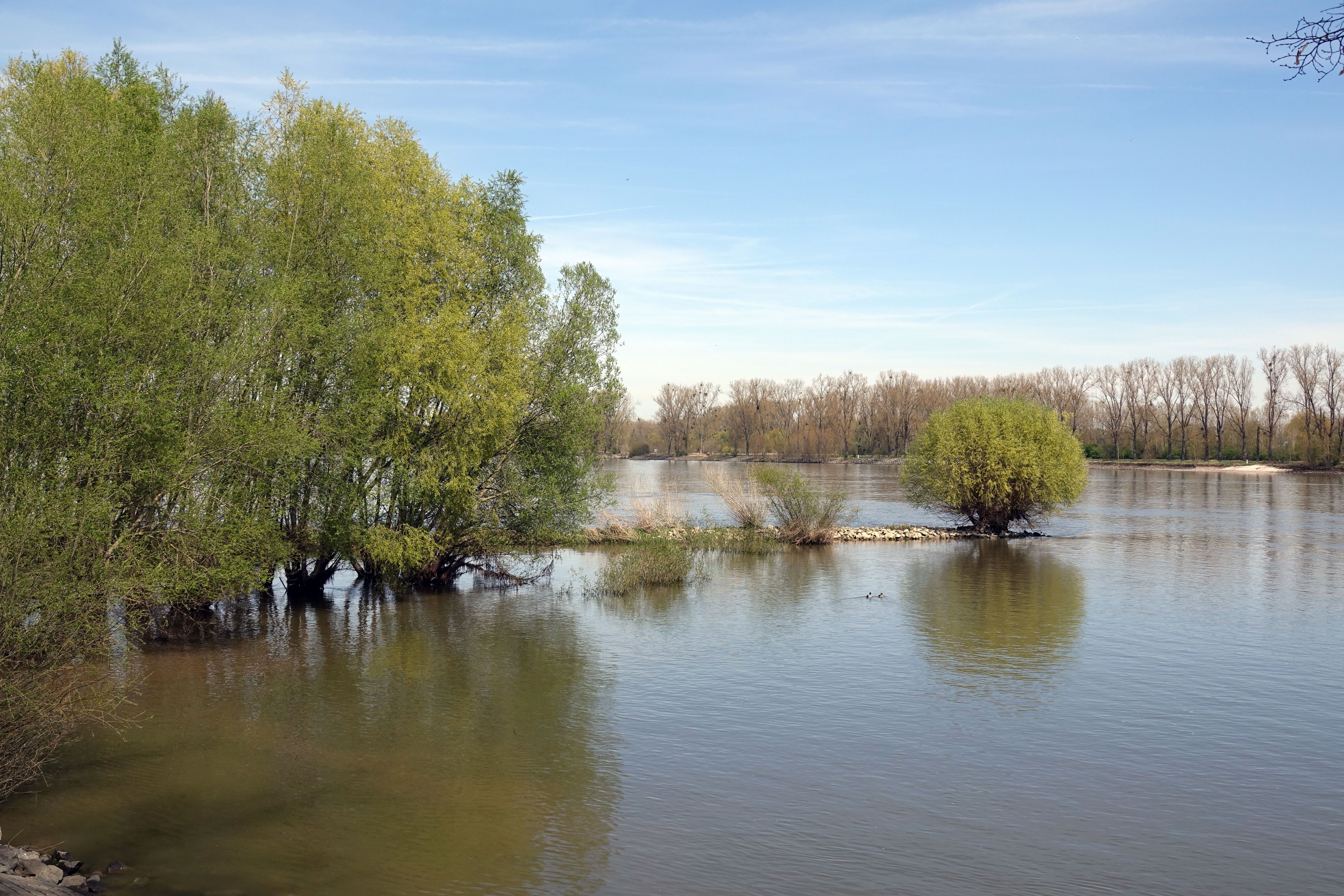 Buhne am Rhein bei Gimbsheim