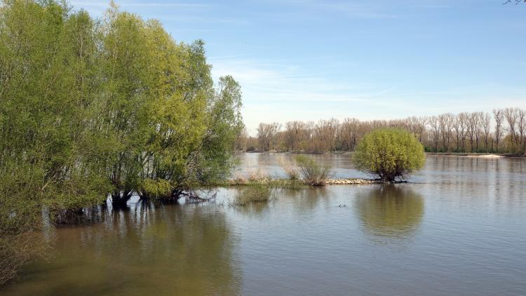 Buhne am Rhein bei Gimbsheim